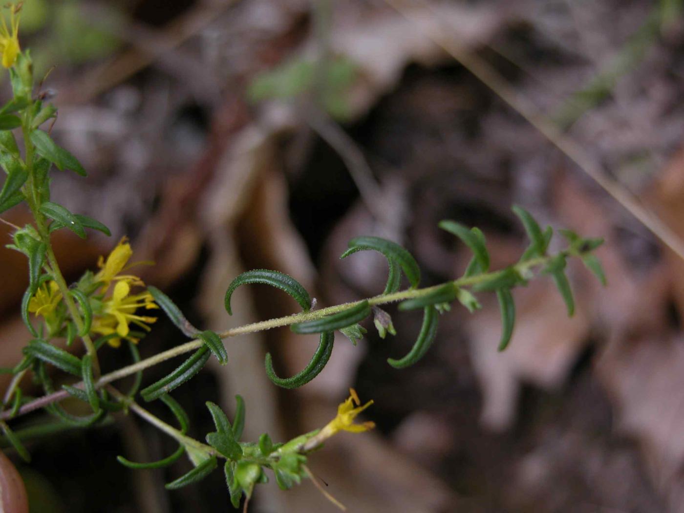 Odontites, Yellow leaf